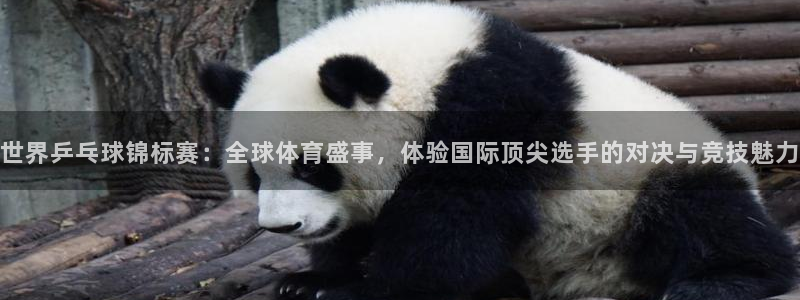 世界乒乓球锦标赛：全球体育盛事，体验国际顶尖选手的对决与竞技