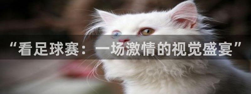  “看足球赛：一场激情的视觉盛宴”