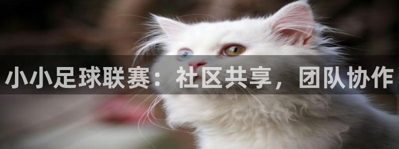 小小足球联赛：社区共享，团队协作
