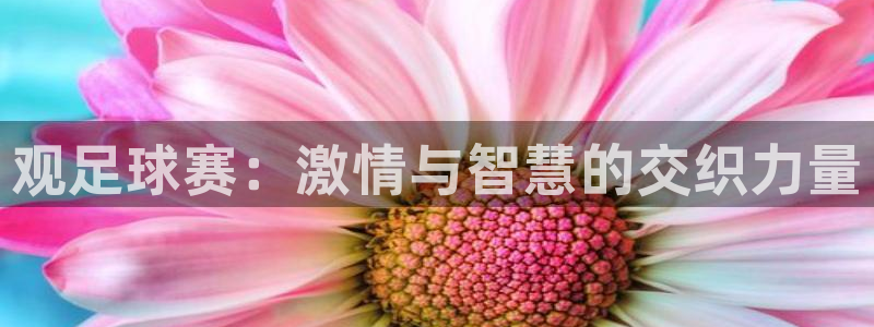  观足球赛：激情与智慧的交织力量